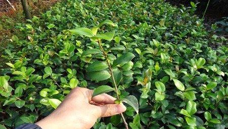 紫薇花扦插