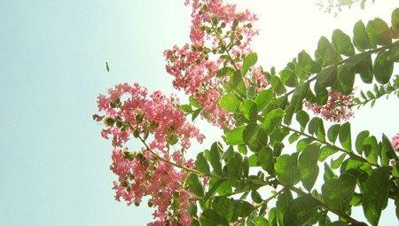 紫薇花花期