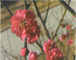 八重寒红 八重寒红