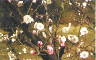 梅花洒金型 梅花洒金型