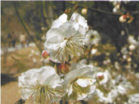 梅花虎之尾 梅花虎之尾