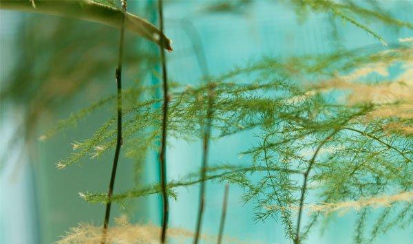 文竹精美图片欣赏