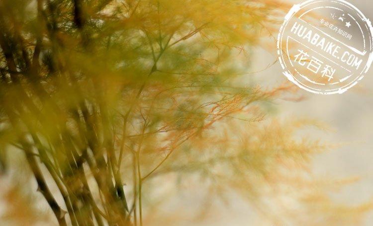 秋季发黄的文竹