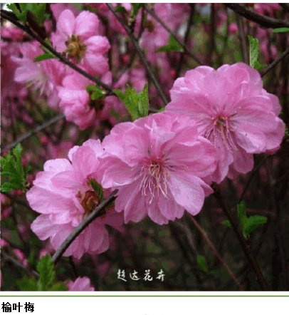 榆叶梅 榆叶梅