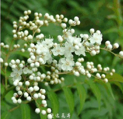 珍珠梅 珍珠梅