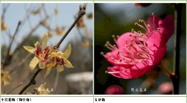 朱砂梅和小花腊梅 朱砂梅和小花腊梅