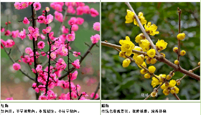 红梅和腊梅 红梅和腊梅