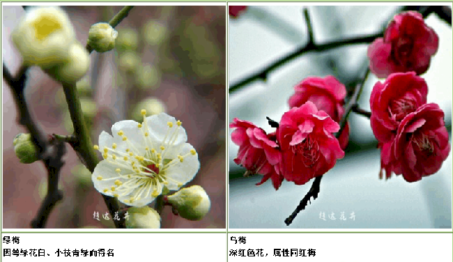 绿梅和乌梅 绿梅和乌梅