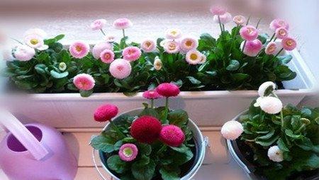 雏菊浇水