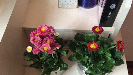 室温下的雏菊