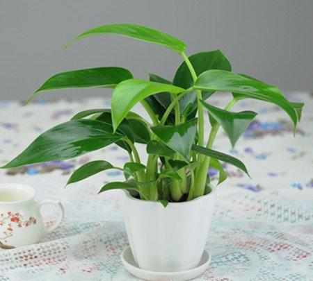 金钻的养殖方法