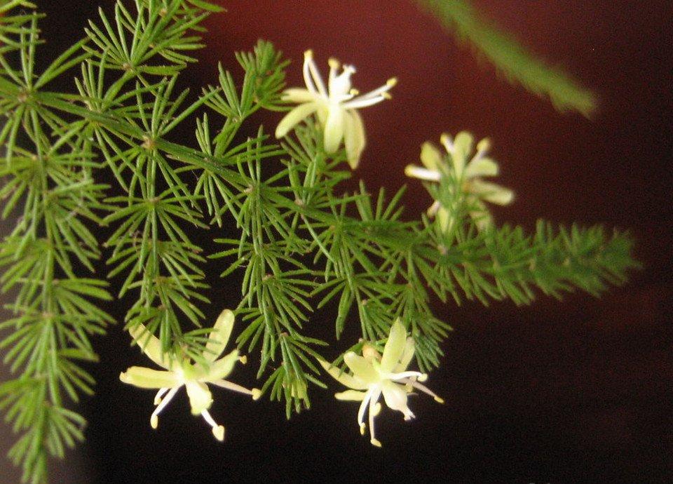 怎么让文竹开花