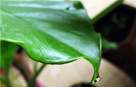 滴水观音滴水 滴水观音滴水