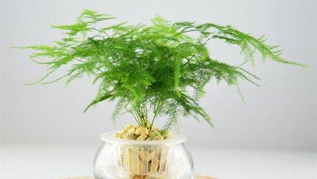 水培文竹 水培文竹