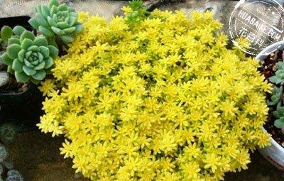 黄金万年草