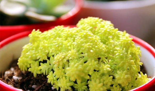 黄金万年草的养殖方法
