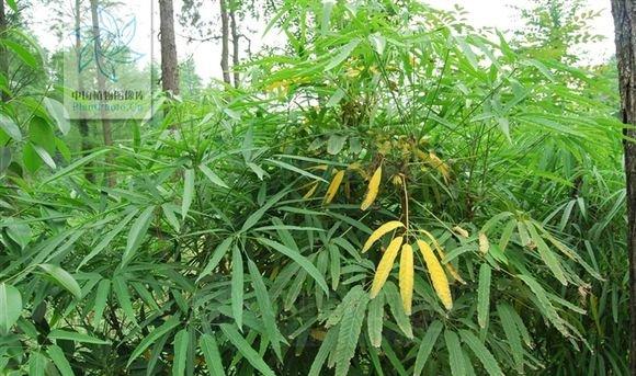 短序鸭脚木
