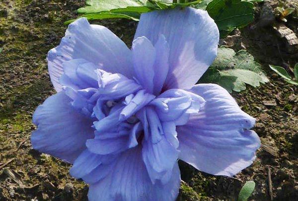 木槿花 木槿花