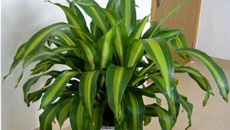 室内盆栽巴西铁