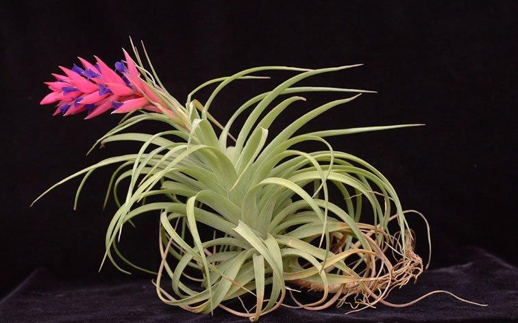 2.紫花凤梨-优越 2.紫花凤梨-优越