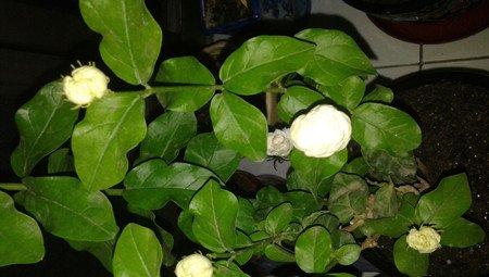茉莉花-宝珠茉莉