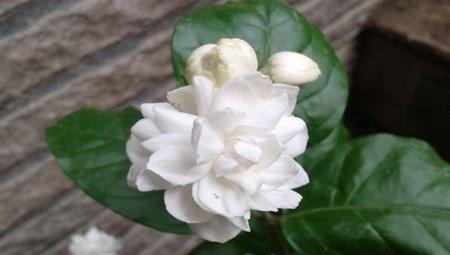茉莉花-菊花茉莉王