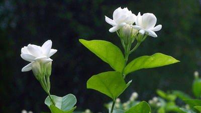 茉莉花 茉莉花
