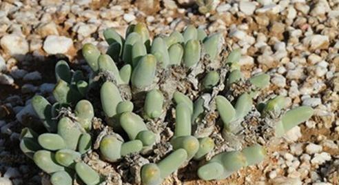 Dactylopsis digitata :亲指姬 Dactylopsis digitata :亲指姬