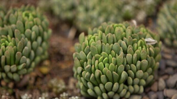 Anacampseros marlothii Anacampseros marlothii