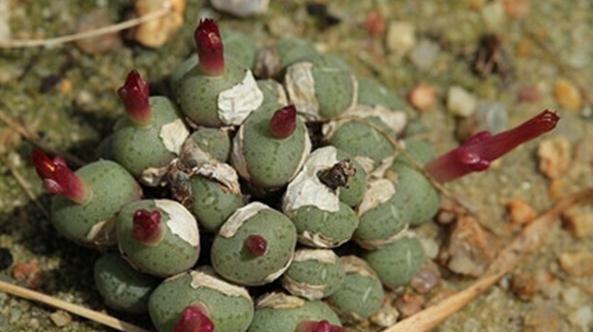 Conophytum piluliforme:都鸟 Conophytum piluliforme:都鸟
