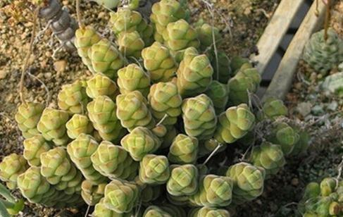 Crassula columella:绒塔 Crassula columella:绒塔