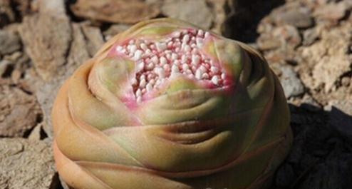 Crassula columnaris:丽人 Crassula columnaris:丽人