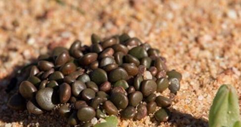 Anacampseros comptonii:彩锦蚕 Anacampseros comptonii:彩锦蚕