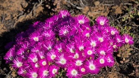 Meyerophytum meyeri:冰糕,番杏科碧光环属。 Meyerophytum meyeri:冰糕,番杏科碧光环属。