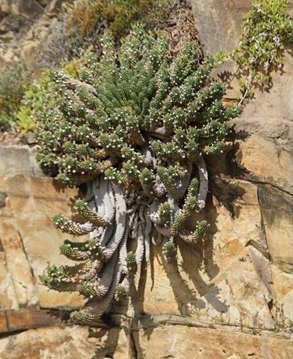 Euphorbia caput-medusae:美杜莎 Euphorbia caput-medusae:美杜莎
