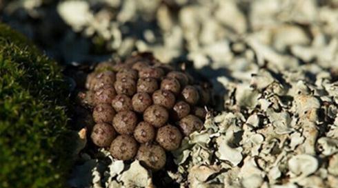 Conophytum minusculum ssp:翠卵 Conophytum minusculum ssp:翠卵