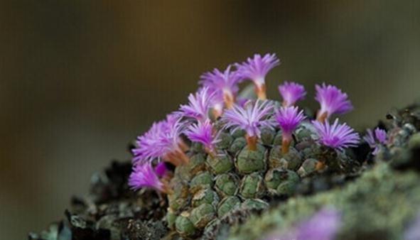 Conophytum ficiforme Conophytum ficiforme