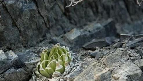 Haworthia lockwoodii:洋葱卷 Haworthia lockwoodii:洋葱卷