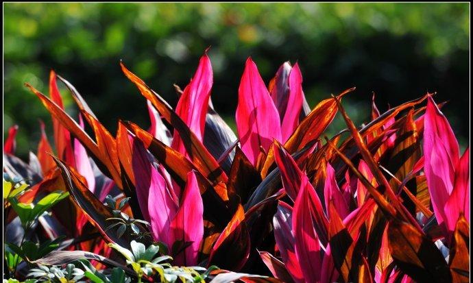 盆栽朱蕉的几个常见问题