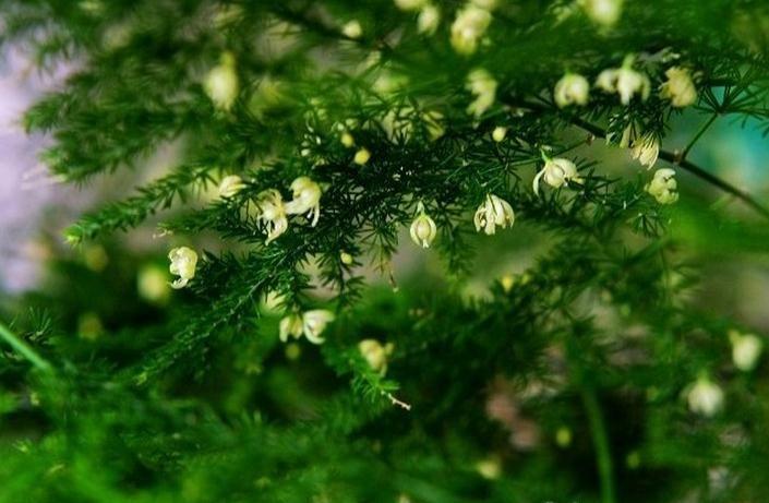 文竹的花语 文竹的花语