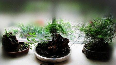 文竹盆景