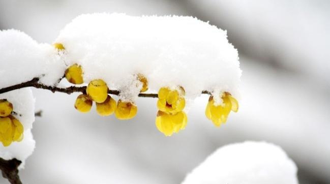 腊梅芳香由来 腊梅芳香由来