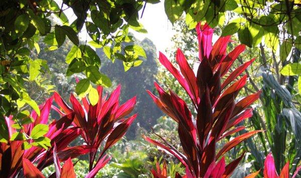 朱蕉的养殖方法