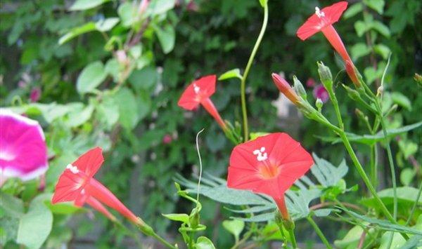 装扮阳台？这些藤本植物特适合知道不？