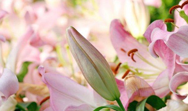 绽放的百合花
