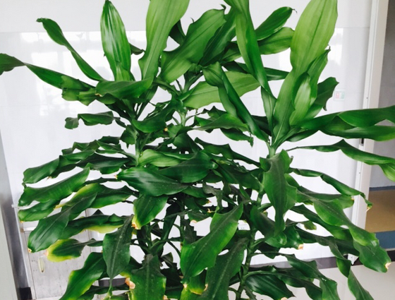 螺纹铁茎秆叶子