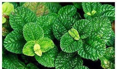 泡叶冷水花 泡叶冷水花