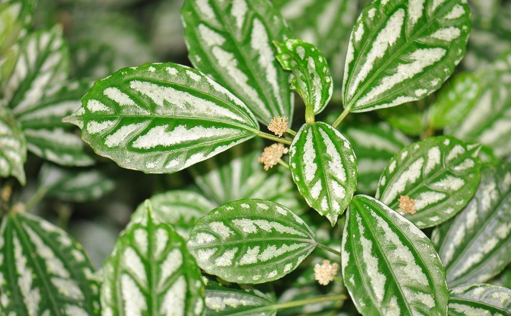 花叶冷水花 花叶冷水花
