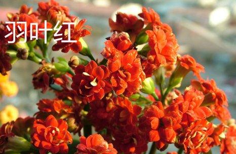羽叶红