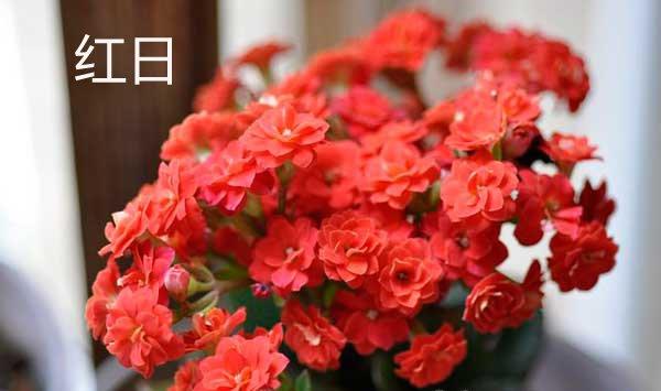 红日